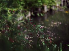 向島百花園萩祭りにて