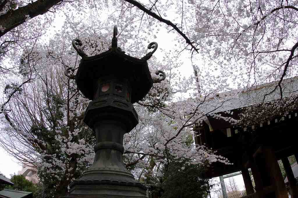 靖国の桜