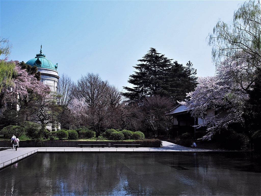 上野・国立博物館の桜④