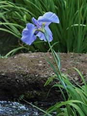 菖蒲田の風景①