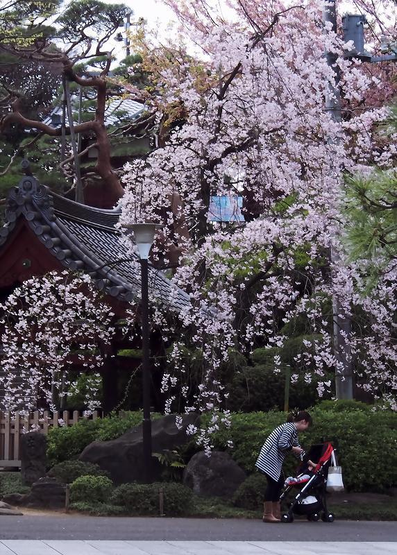 花の下にて・・