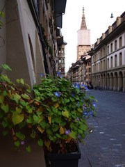 晩生朝顔と大聖堂