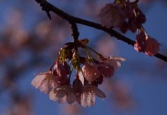 河津桜
