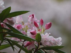 初夏の装い