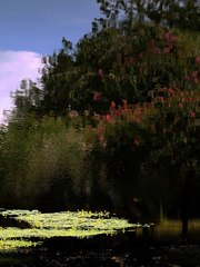 百日紅が映るアサザ池