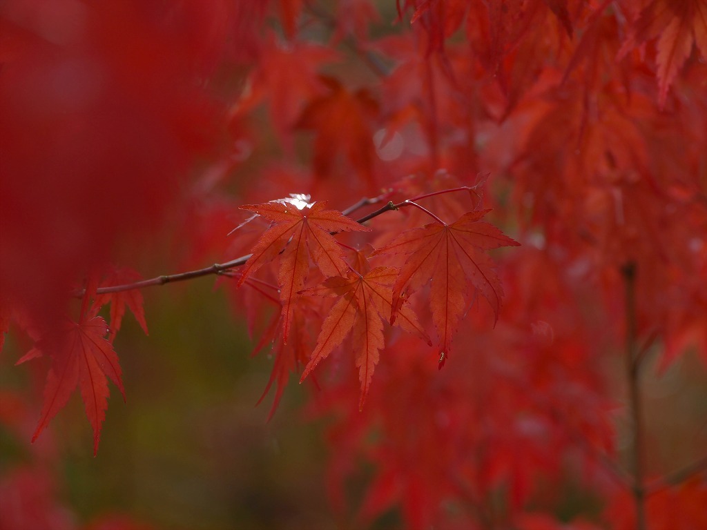just紅葉