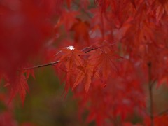 just紅葉