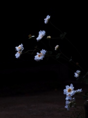 秋明菊(東慶寺境内)