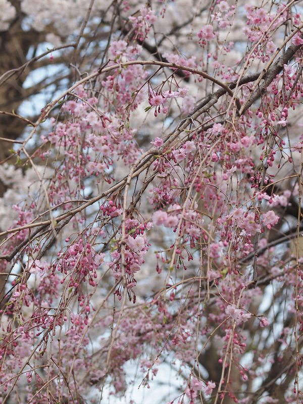 枝垂れ桜