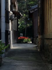 離党(真鍋島)の路地