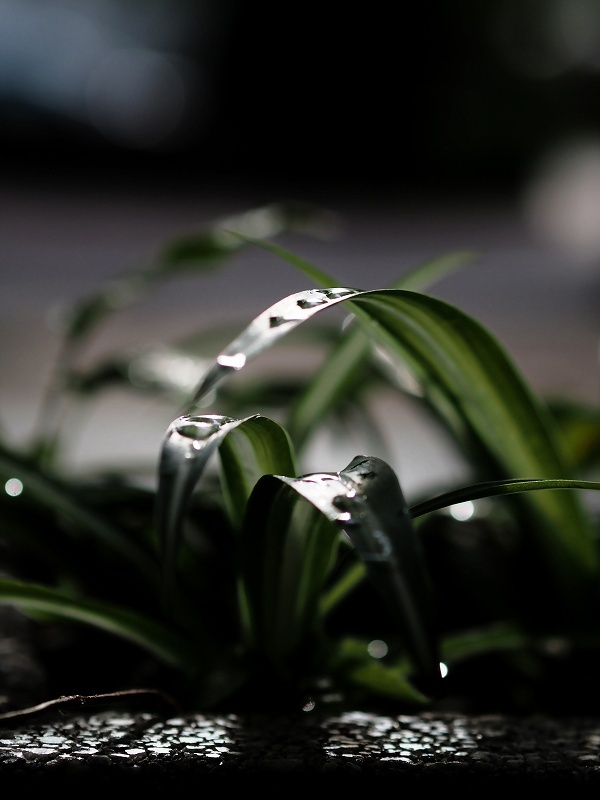 驟雨の後２