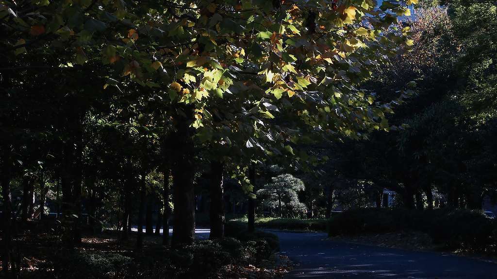 公園の午後
