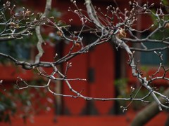 春への助走（上野・東照宮）