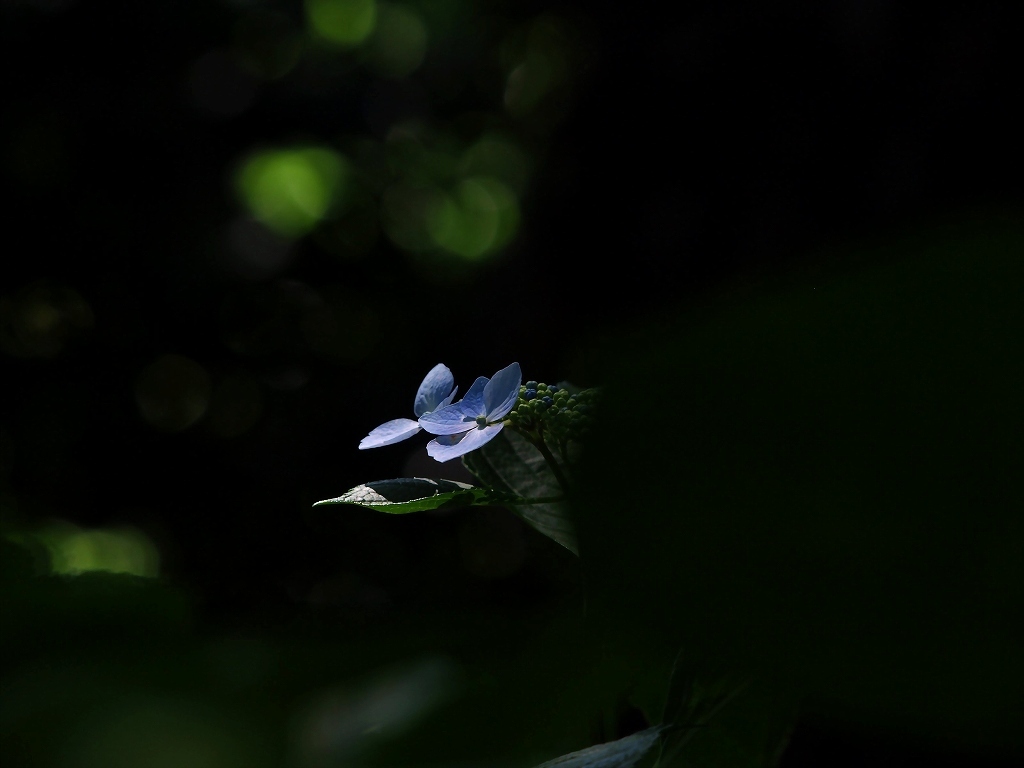 6月の陽