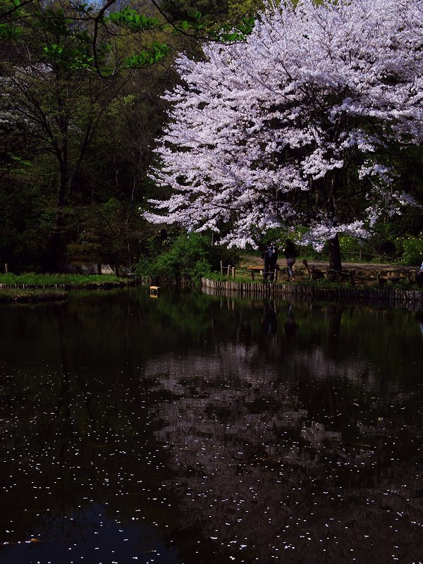 池の桜