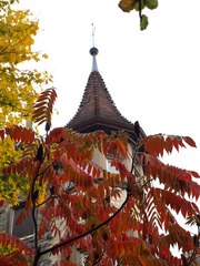 ウルシの紅葉(シャウハウゼン)