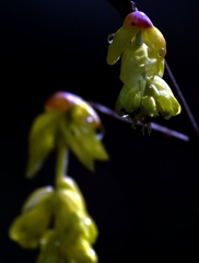 雨後のトサミズキ