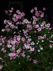 秋明菊(東慶寺境内)