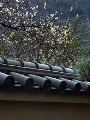 観越しの梅（白梅、蝋梅）