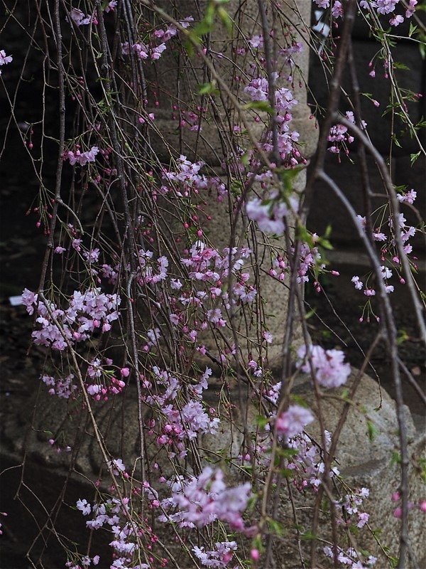 神社の枝垂れ桜