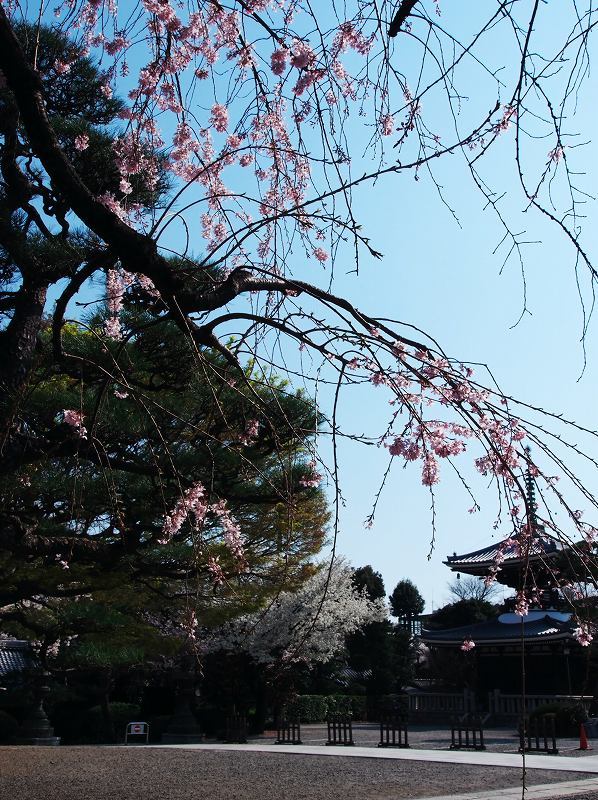 護国寺の桜