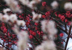 紅梅図(東御苑)