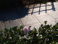 山茶花の咲いた道