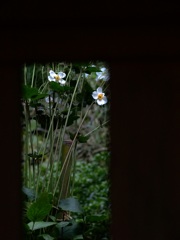 北鎌倉・明月院にて