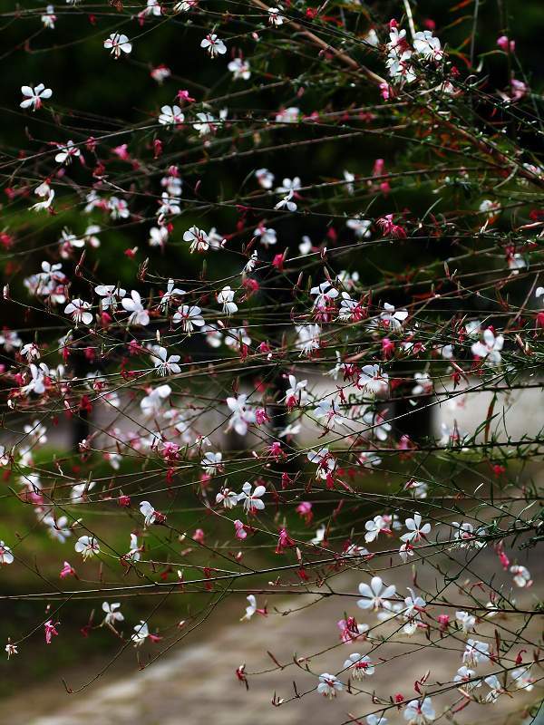 白蝶草(ガウラ)