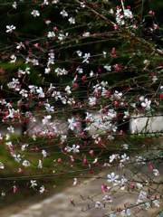 白蝶草(ガウラ)