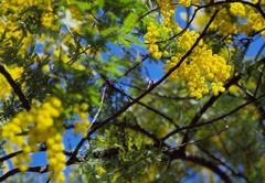 春・ミモザの季節