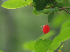 ウグイスカグラの実