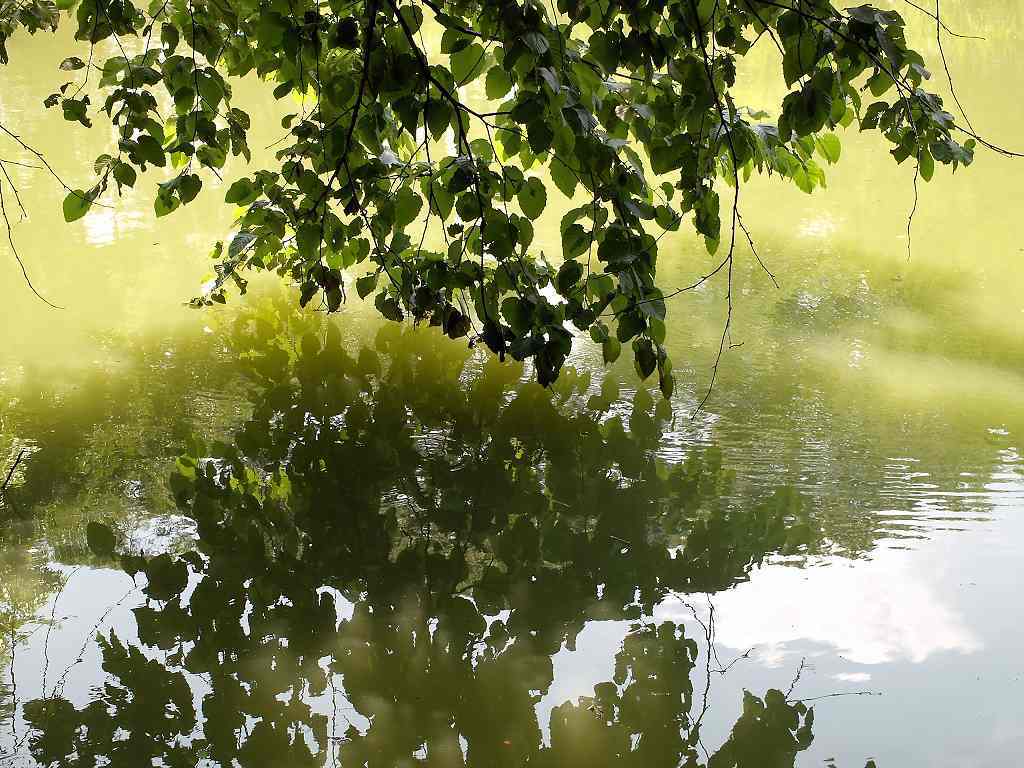 梅雨時の池の面