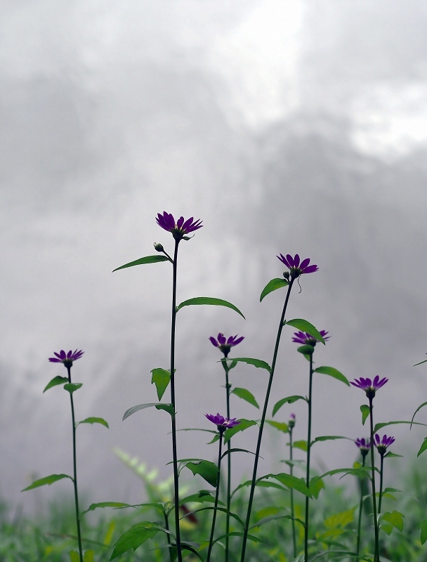 花紋様(みやこわすれ)