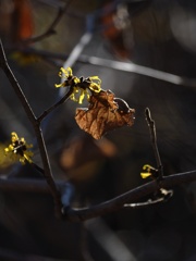 早春の三花(しなまんさく)