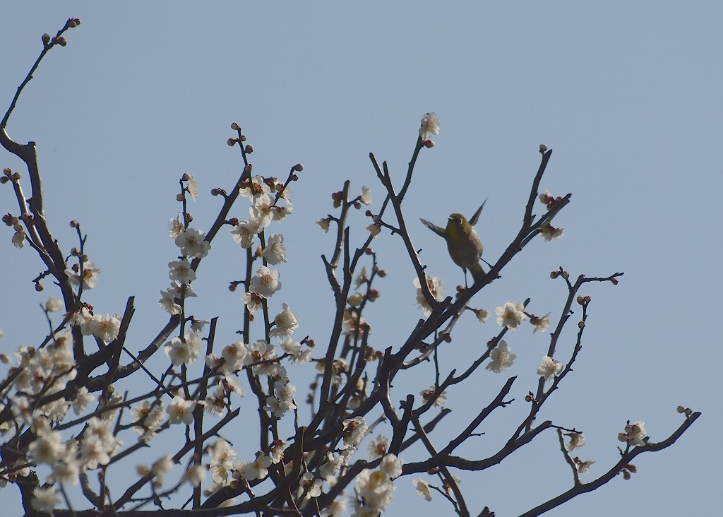 わーい　春だ！春だ！