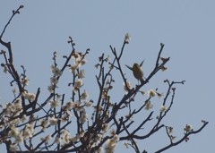 わーい　春だ！春だ！