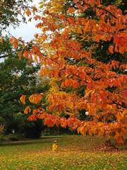 紅葉したサクラ葉(シャウハウゼン)