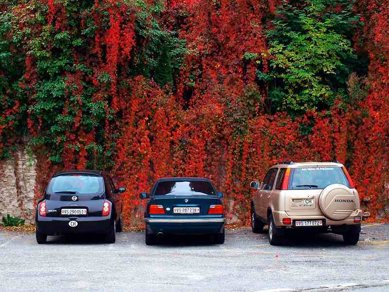パーキングの蔦紅葉(ブリーク)