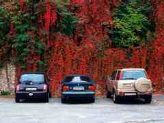 パーキングの蔦紅葉(ブリーク)