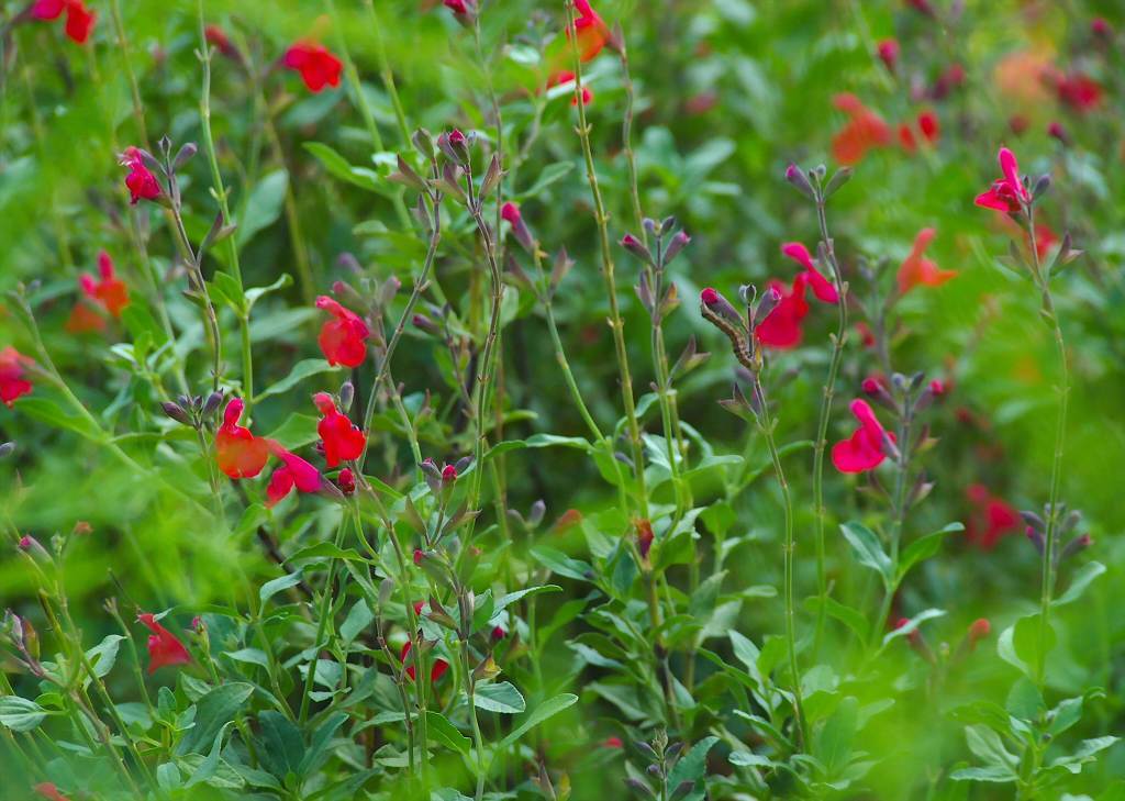 チェリーセージ