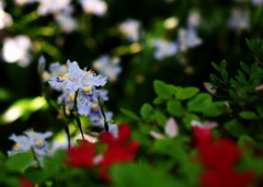 時分の花(シャガ)