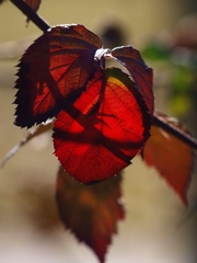 ブラックベリー