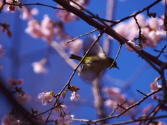 ヤバァッ！（大寒桜とメジロ）