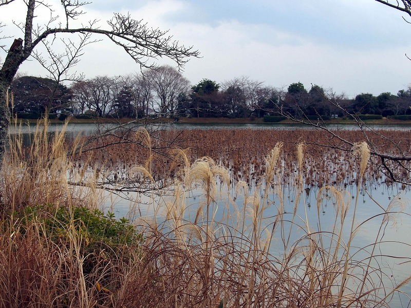 冬枯れの蓮池(大沢の池)