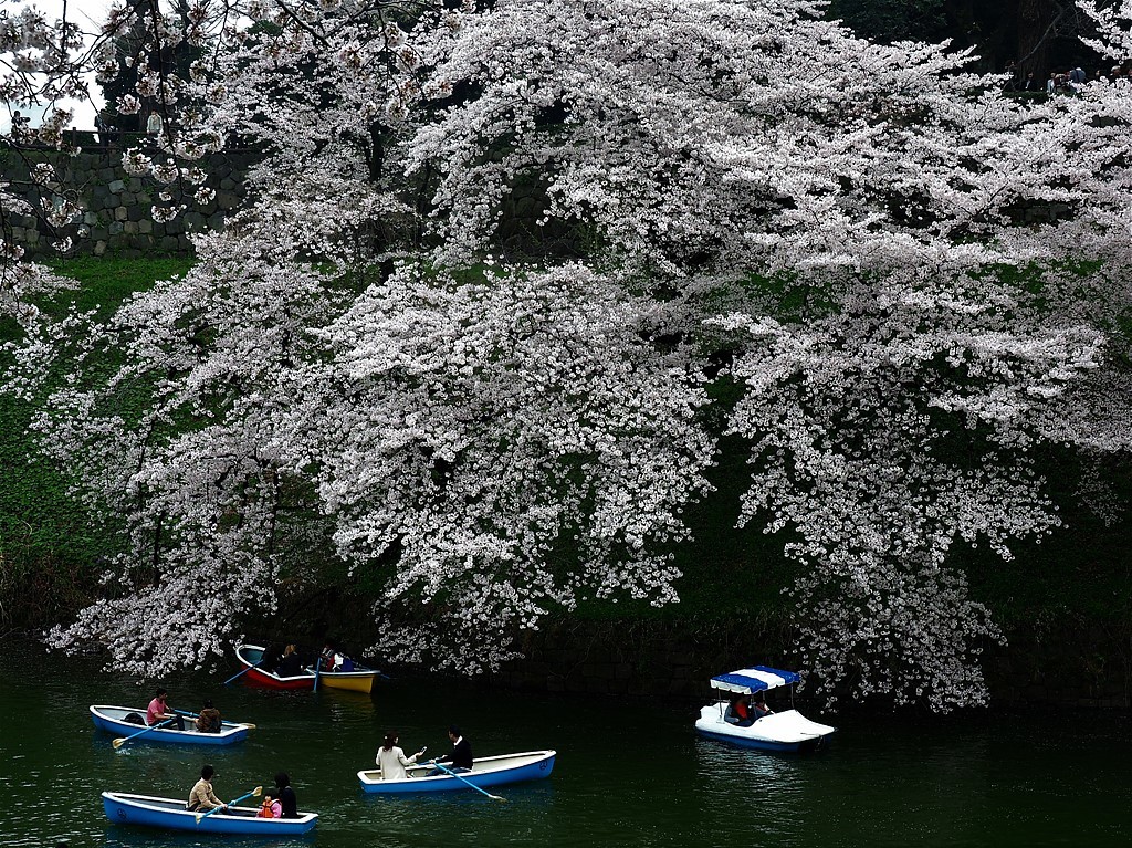 降る桜