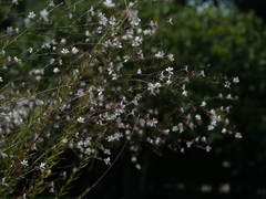 ガウラ(白蝶草)乱舞