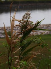 木枯らし