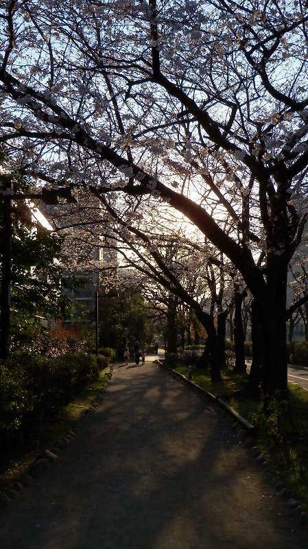 黄昏の桜並木