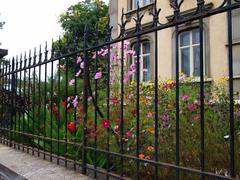 ポラントリュイ村のコスモス